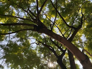 仰视繁茂树冠绿意盎然