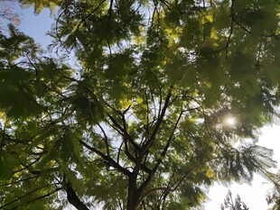 阳光透过树叶的绿意瞬间