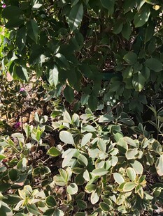 绿叶间的多彩植物景观