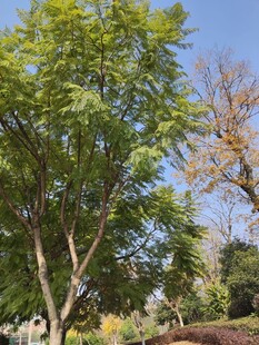 阳光下的葱郁树木