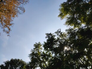 蓝天绿树间的自然景致