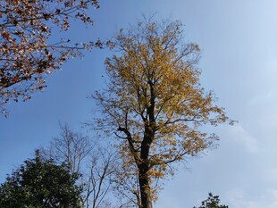 秋日挺拔银杏树