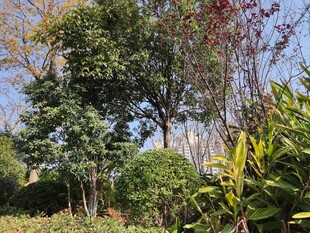 户外繁茂绿植景观