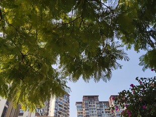 绿叶掩映下的城市高楼