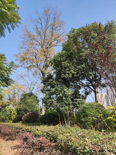 户外繁茂绿植景观