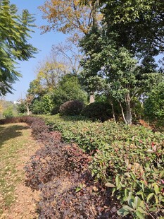 绿意盎然的田园植物景观