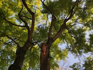 仰视葱郁大树树冠美景