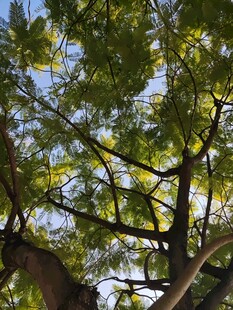 繁茂枝叶间的蓝天景致