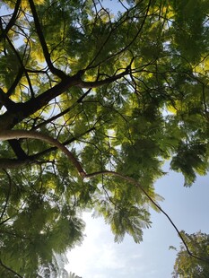 仰视繁茂枝叶与蓝天