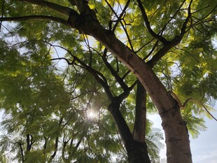 阳光透过枝叶洒下的树景