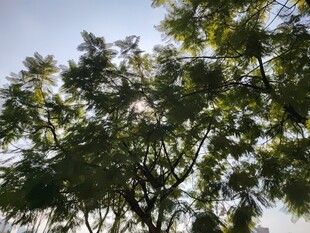 阳光下繁茂的绿树树冠