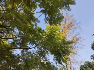 阳光下的繁茂绿树