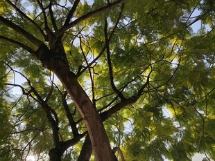 仰视繁茂树冠