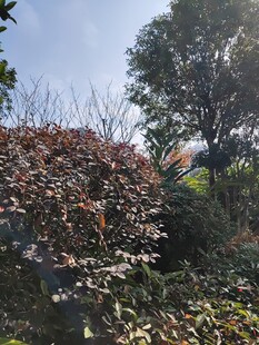 户外多彩植物景观