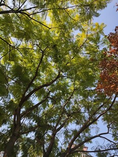 阳光下的繁茂绿树