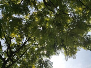仰视葱郁树冠