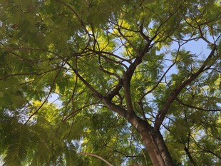 阳光下繁茂的绿树