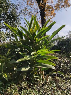户外翠绿的丛生植物