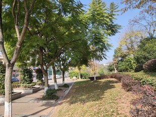 林荫小道城市中的静谧一角