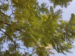 阳光下的翠绿树叶