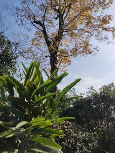 秋日绿植与孤树景致