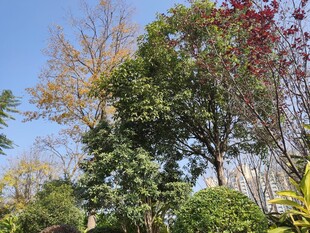 秋日多彩树木景观