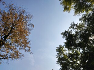 秋日树梢与晴朗蓝天