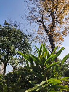 秋日绿植与挺拔树木景观