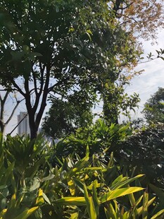 绿意盎然的自然植物景观