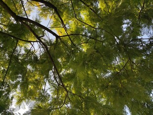 仰视翠绿繁茂的树枝