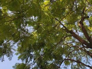 繁茂绿树映衬蓝天