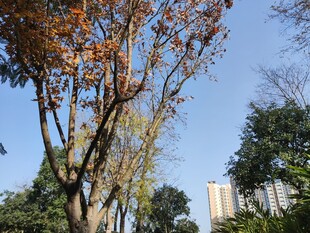 秋日树梢下的城市景致