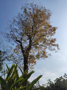 秋日孤树尽显自然景致