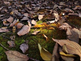 落叶覆于青苔上的景致