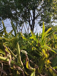 夏日葱郁玉米田