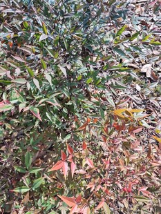 多彩树叶植物景观