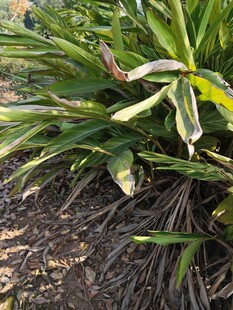 绿叶繁茂的植物景观