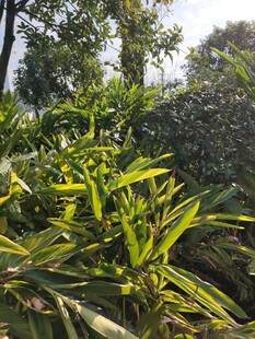 阳光下的葱郁绿植