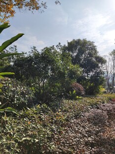 户外繁茂绿植景观