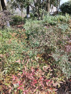 秋日多彩植物景观