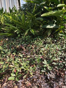 庭院中的绿植景观