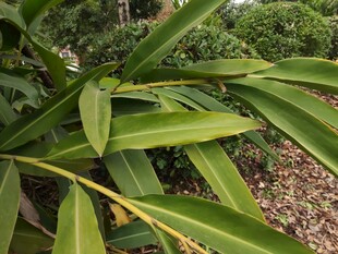 翠绿繁茂的热带植物叶片