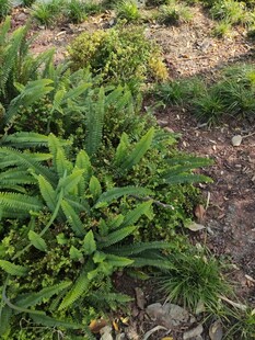 地面生长的茂盛绿色植物