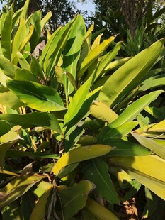 翠绿植物叶片特写