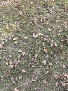 地面上散落的枯黄落叶