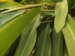 翠绿宽大的植物叶片特写