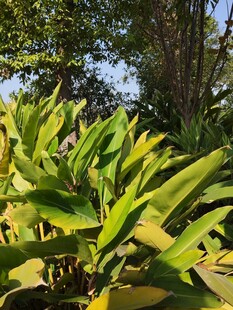 阳光下的翠绿芭蕉叶