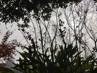 枝叶繁茂的植物景观