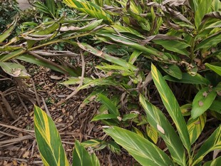 翠绿植物叶片特写