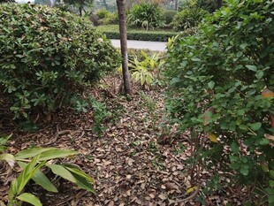 林间灌木丛中的小径